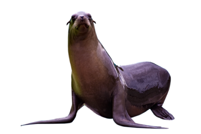 a sea lion sitting on top of a white surface