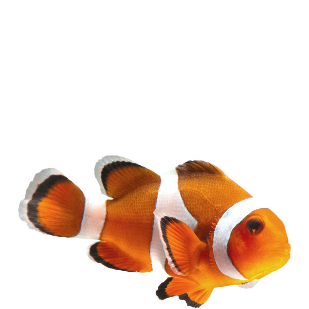 an orange and white clown fish on a white background