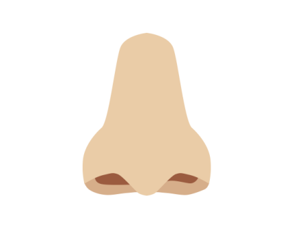 an illustration of a nose
