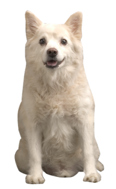 a small white dog sitting on the ground