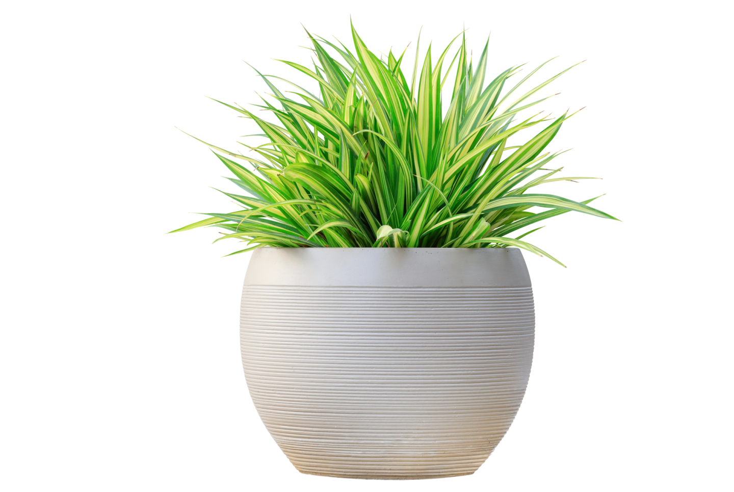 a plant in a white pot