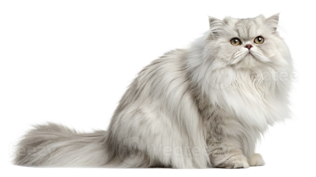 a fluffy white cat sitting down looking at the camera