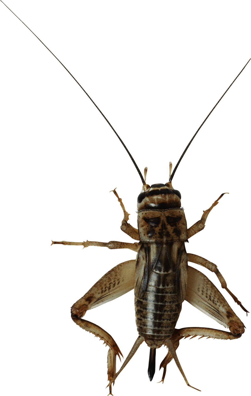 a close up of a bug on a white background