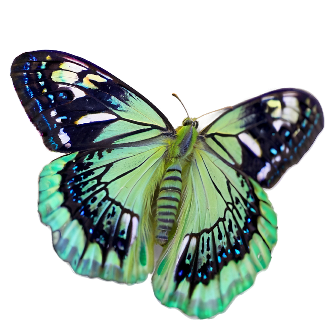 a green and black butterfly on a white background