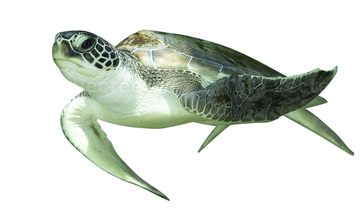 a green sea turtle swimming in the ocean