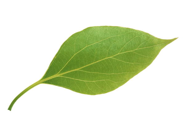 a green leaf on a white background