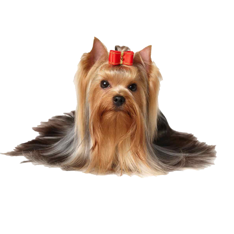 a small dog with a red bow on its head
