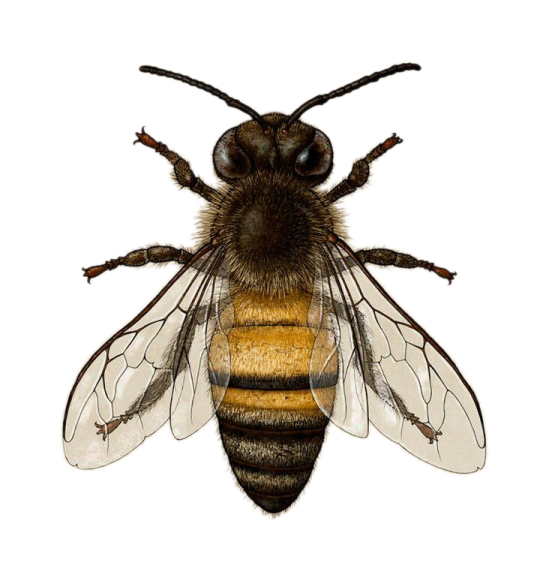 a bee on a white background