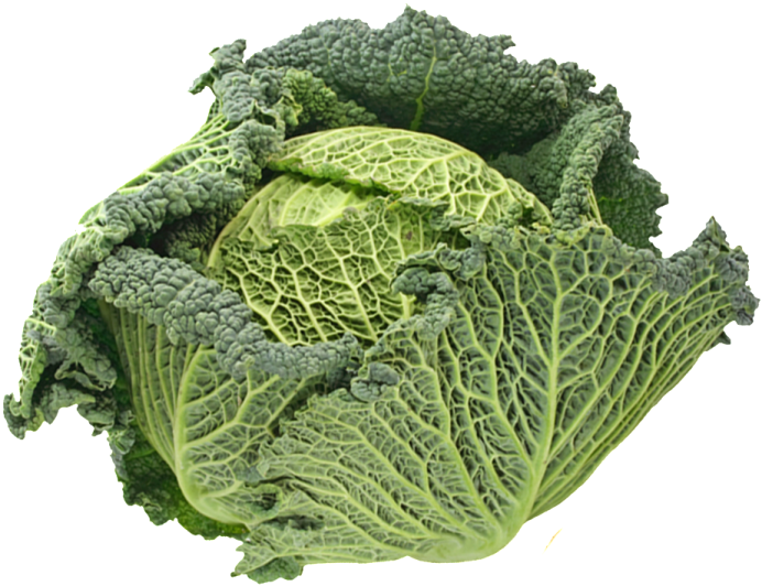 a head of green cabbage on a white background