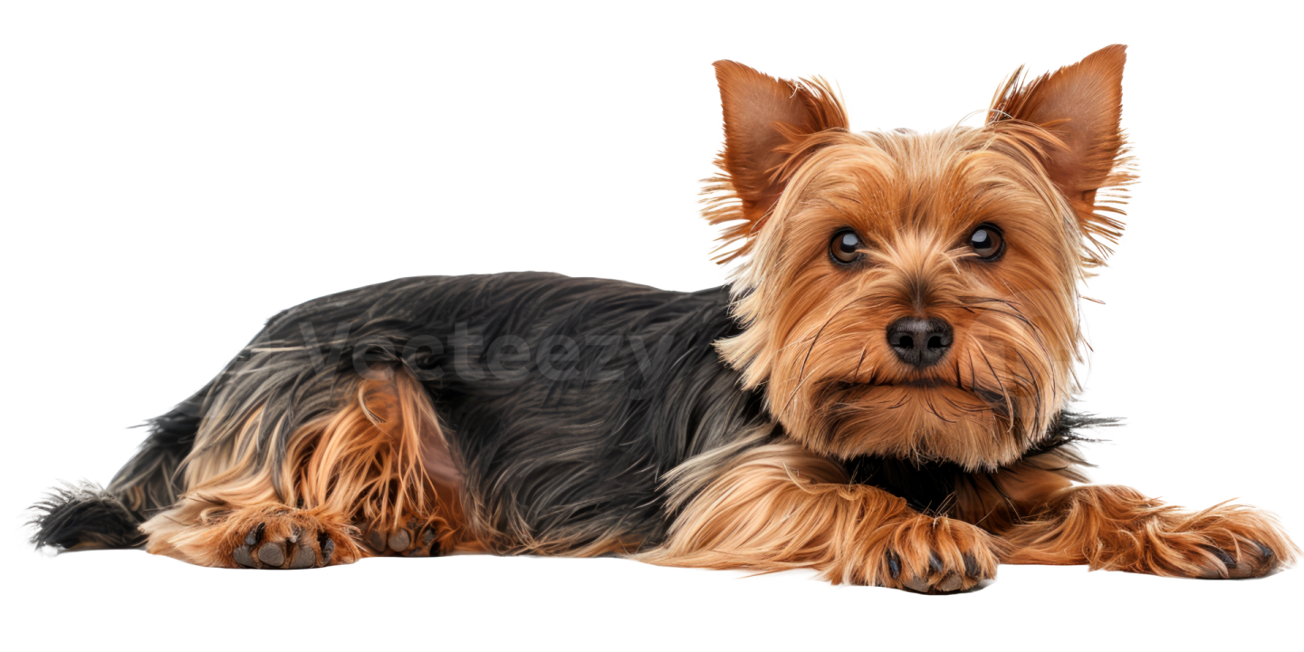 a small dog laying down on a white surface