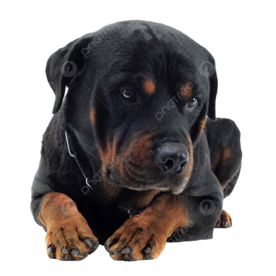 a black and brown dog laying down on a white background