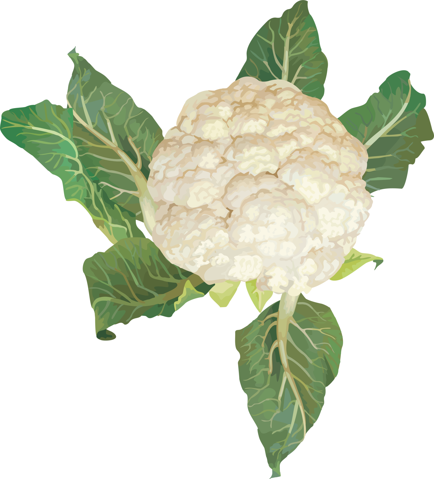 a white caulia flower with green leaves