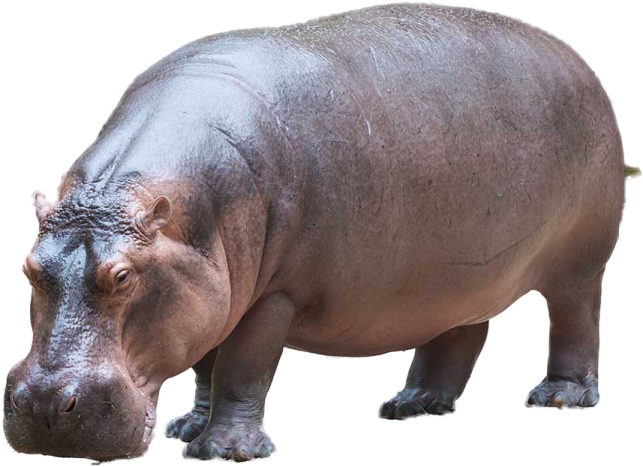 a hippo is standing on a white surface