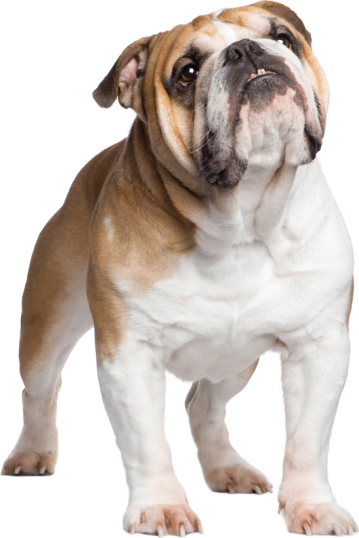 a small brown and white dog standing on a white background