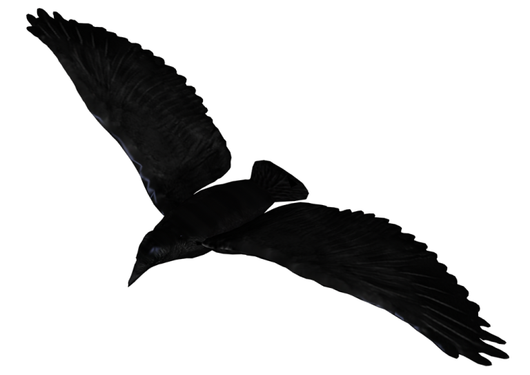 a black bird flying in the sky