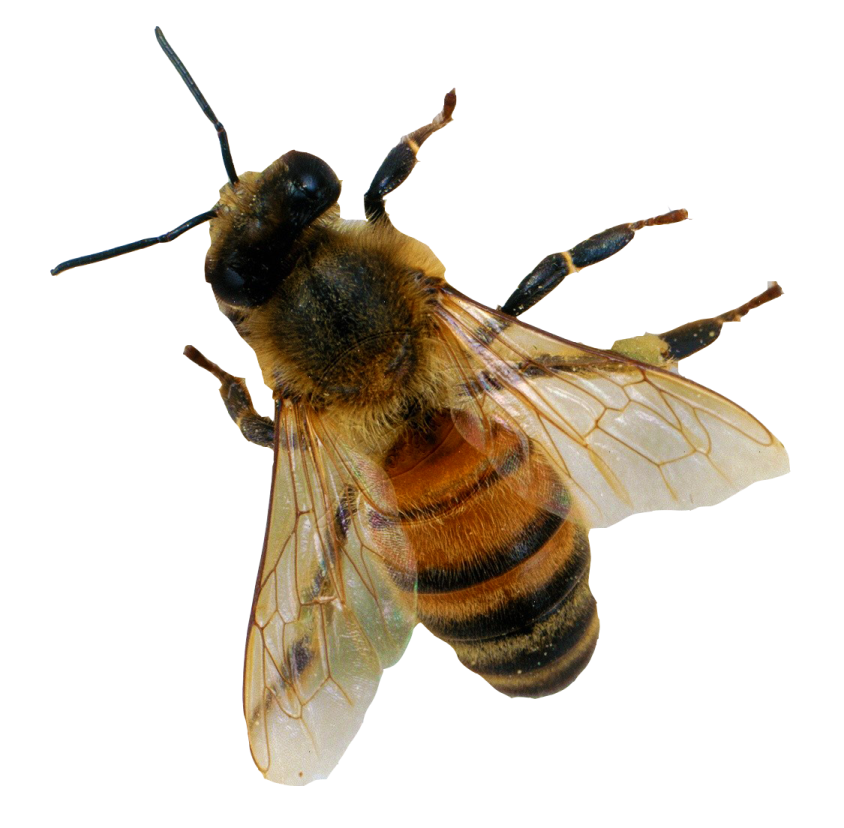 a bee on a white background
