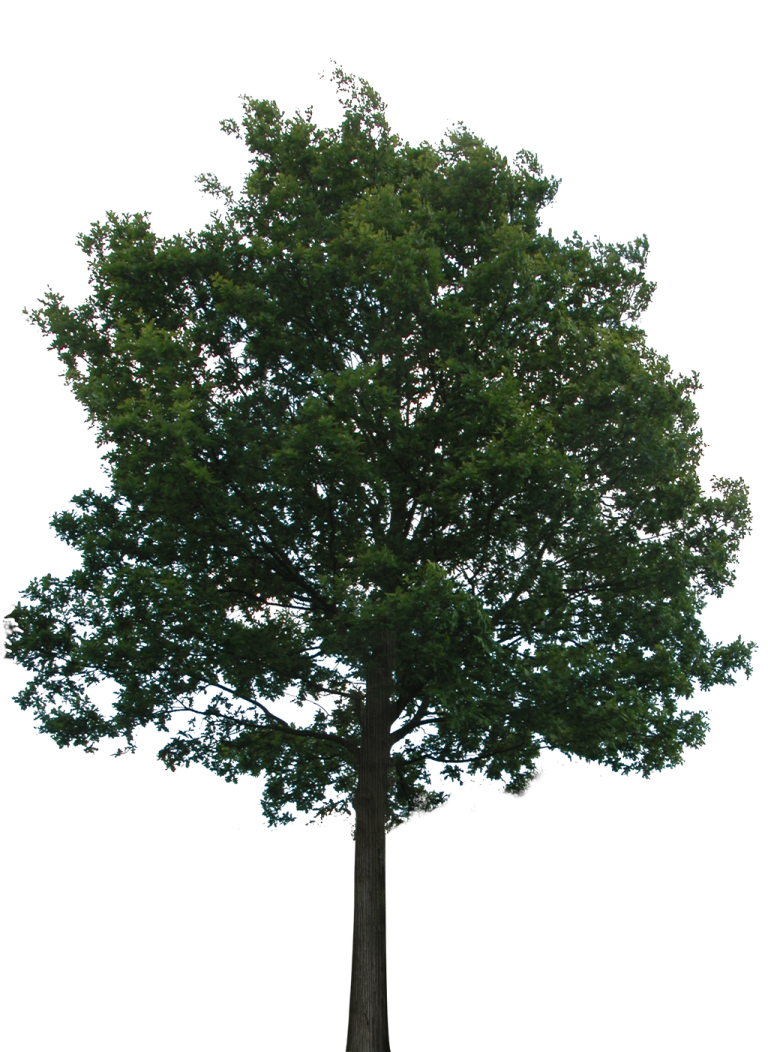 a large tree on a white background