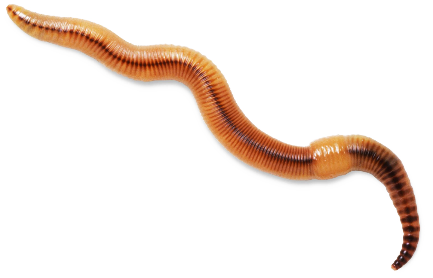a worm on a white background