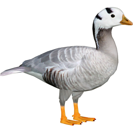 a gray and white duck standing on the ground