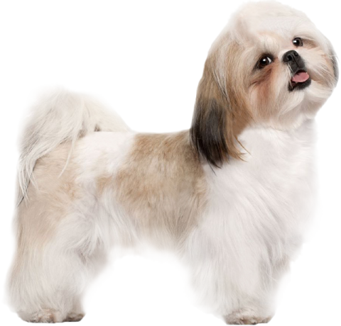 a small white and brown dog standing on a white background
