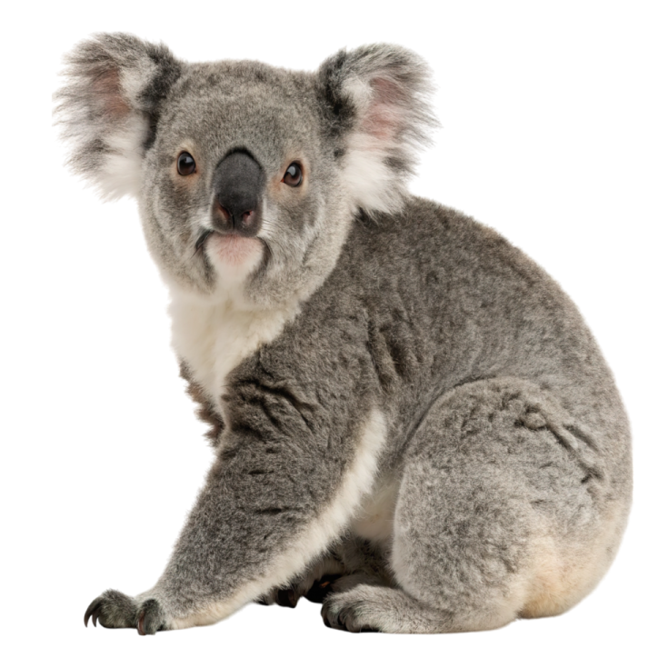 a baby koala is sitting on the ground