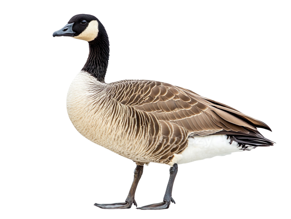a canada goose standing on a white background