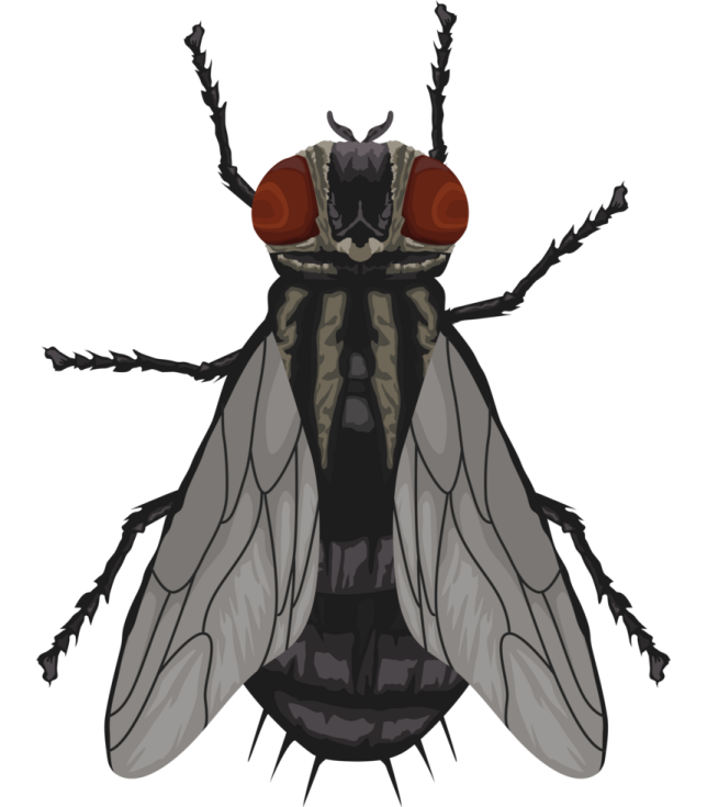 a drawing of a fly insect