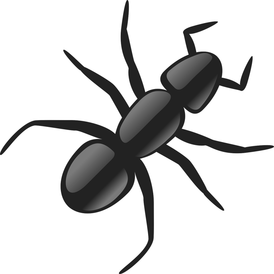 a black spider on a white background
