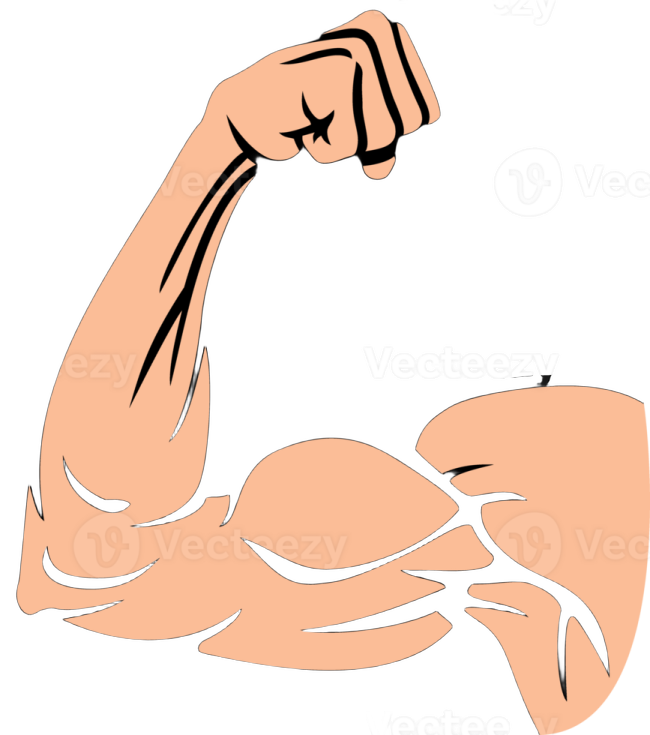 a cartoon arm showing the biceps muscles