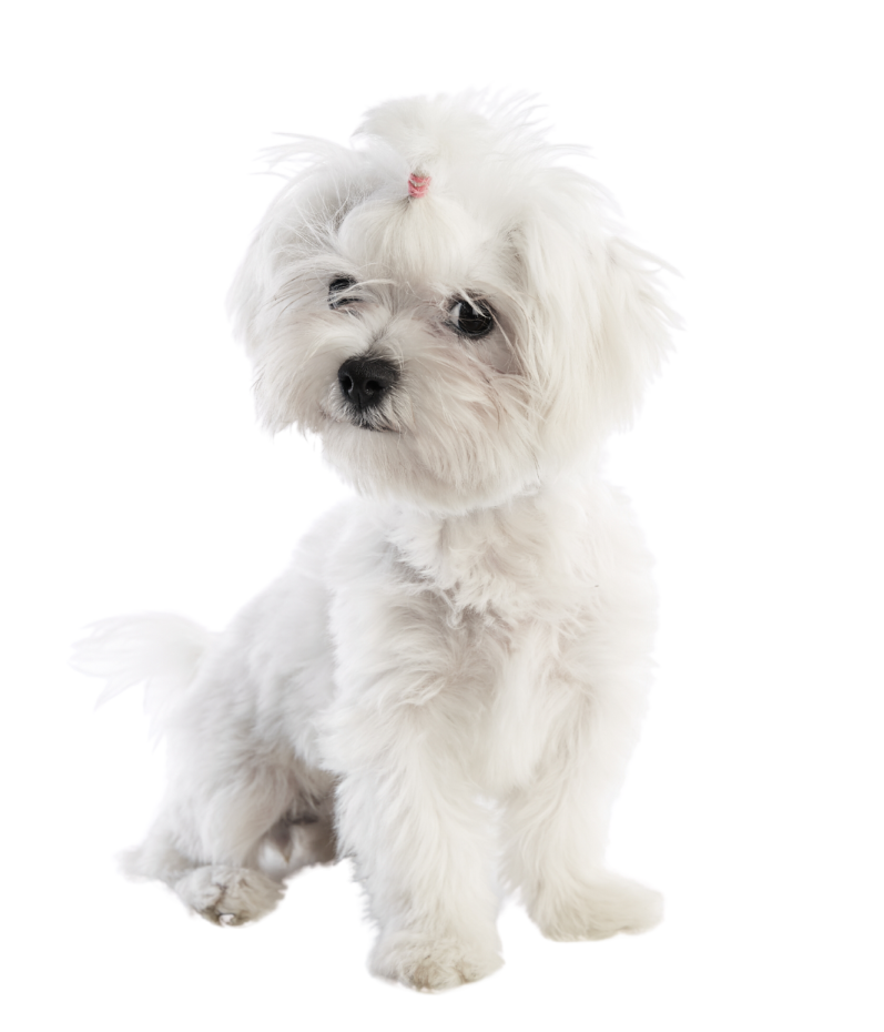 a small white dog sitting on a white surface