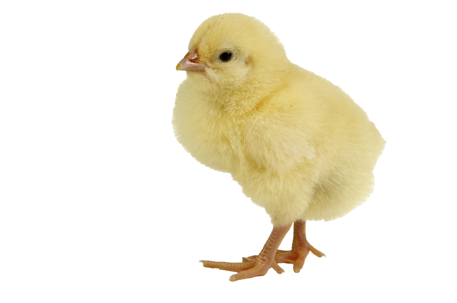 a small yellow chicken on a white background