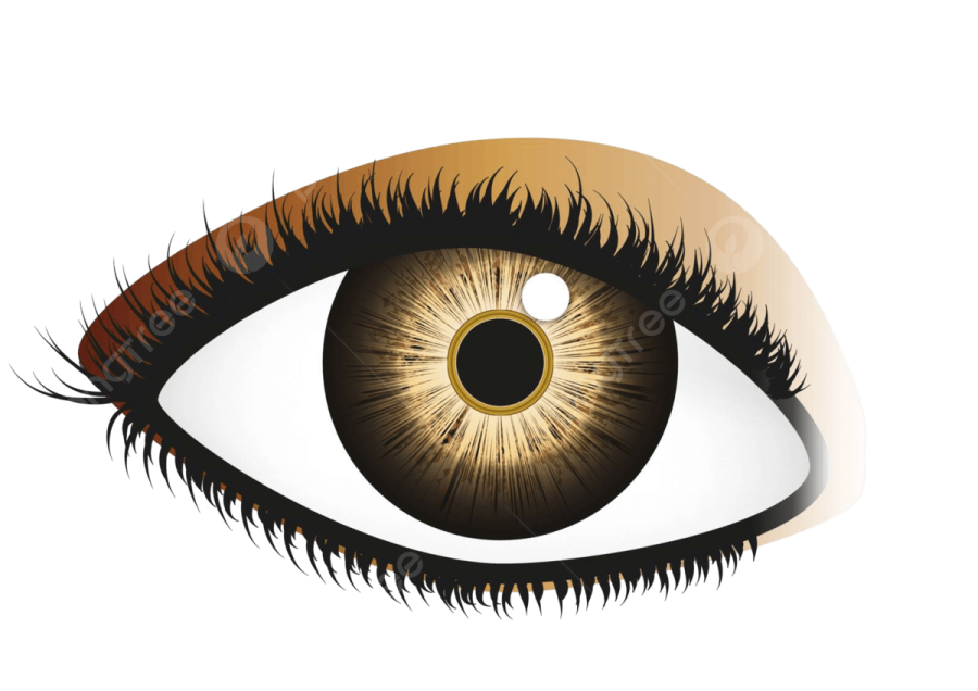 an illustration of a human eye