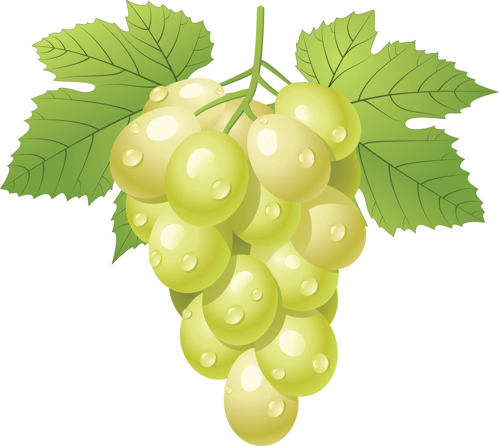 a bunch of grapes with green leaves