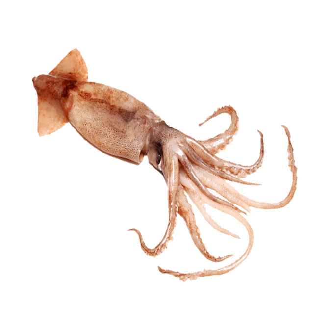 an octopus is standing on a white surface