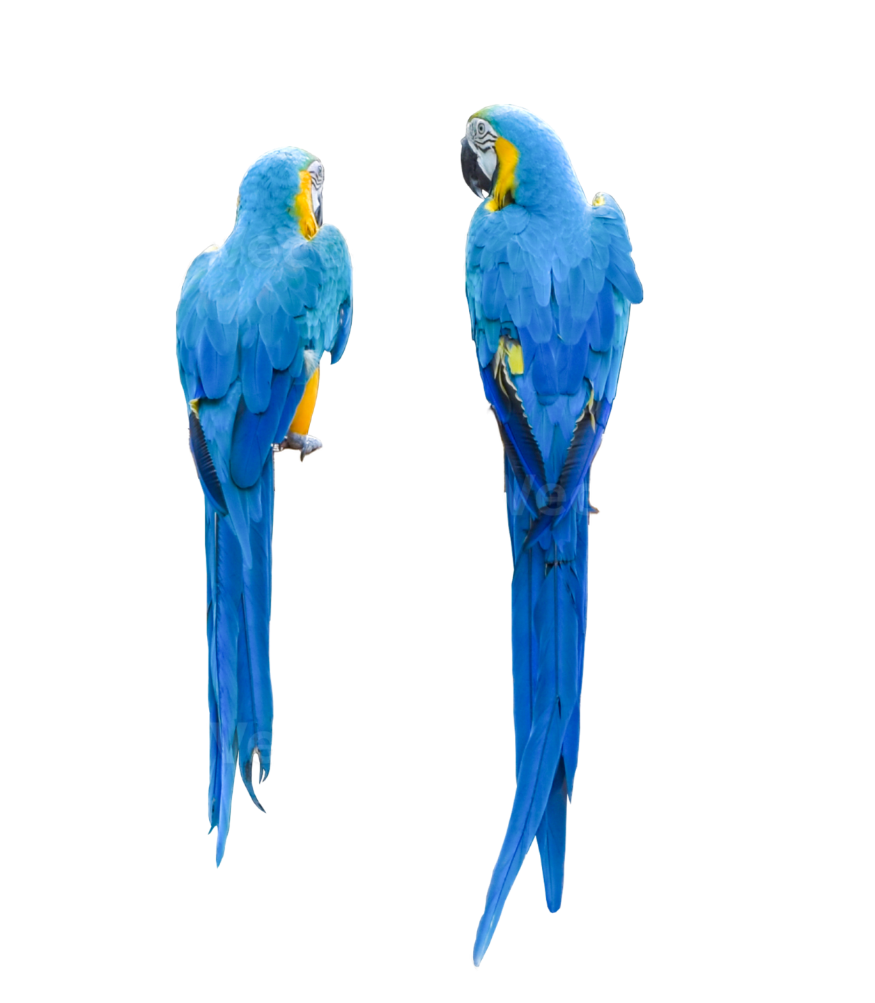 two blue parrots sitting on a branch