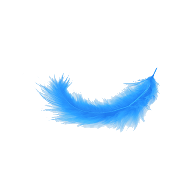 a blue feather on a white background