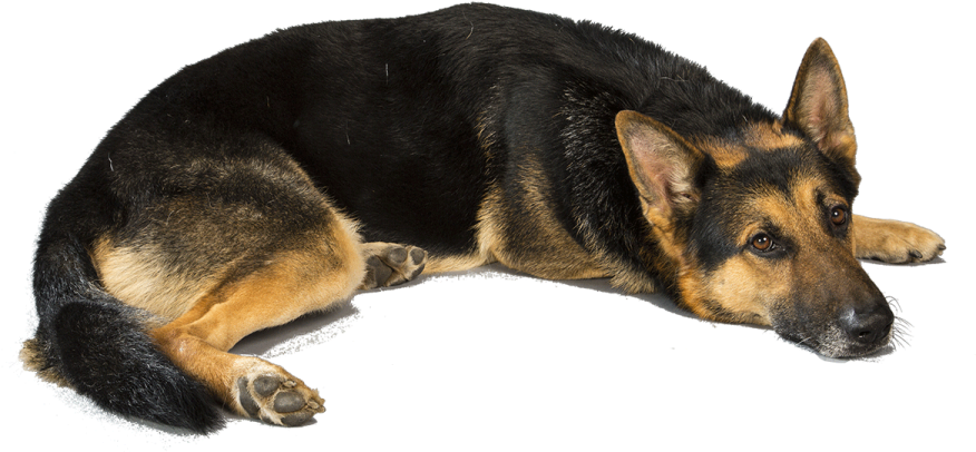 a black and brown dog laying on the ground