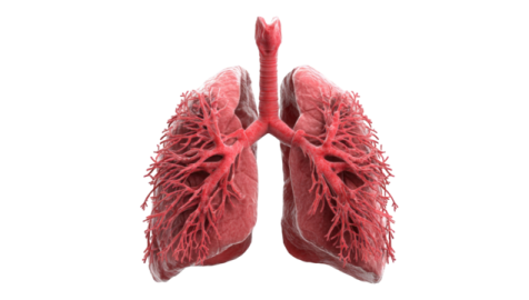 an image of the lungs
