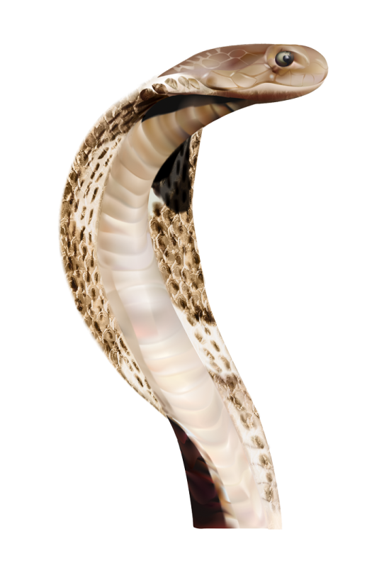 the head of a snake