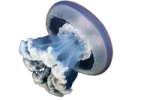 an image of a blue and white object