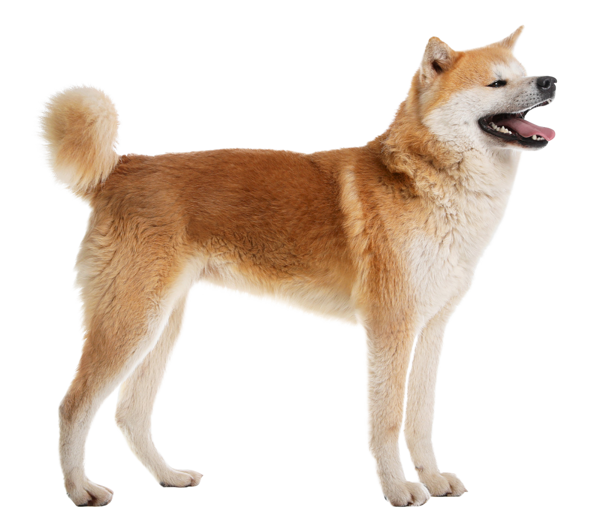 a dog standing in front of a white background