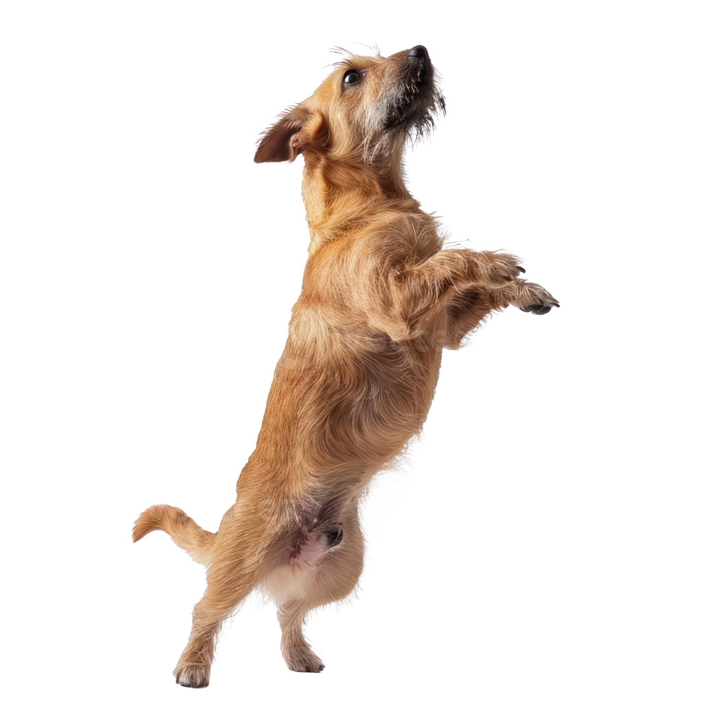 a dog jumping up in the air