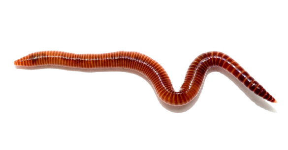 a worm on a white background
