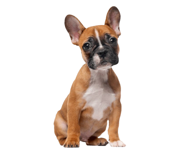 a small brown and white dog sitting down