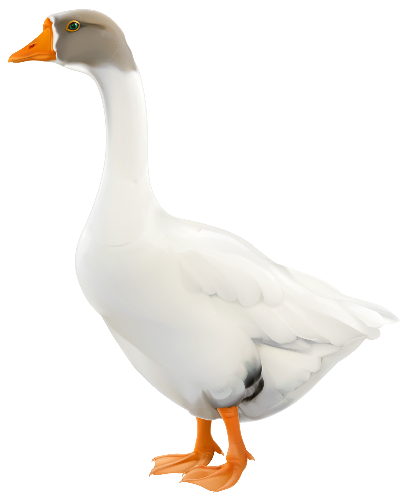 a white duck with orange feet
