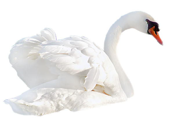 a white swan