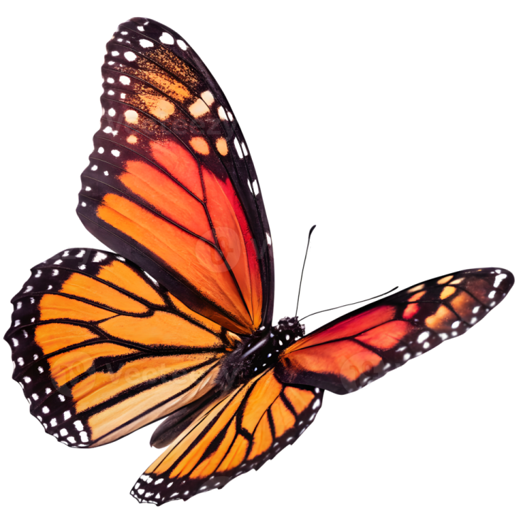 a monarch butterfly on a white background