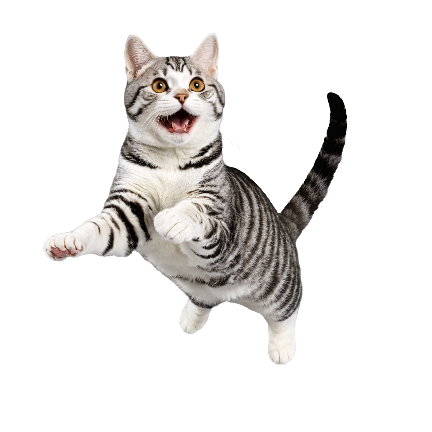 a gray and white cat jumping in the air