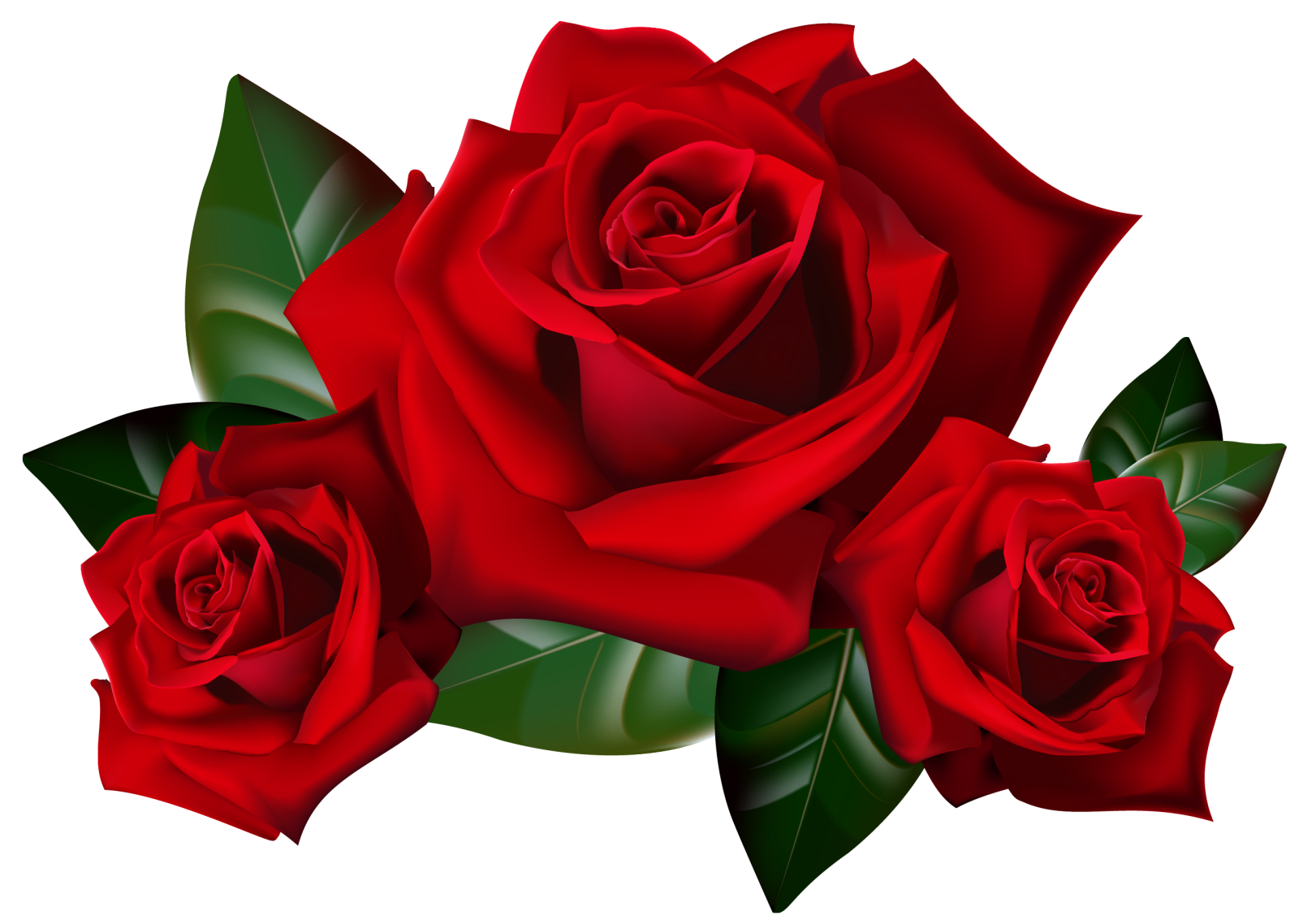 three red roses on a white background