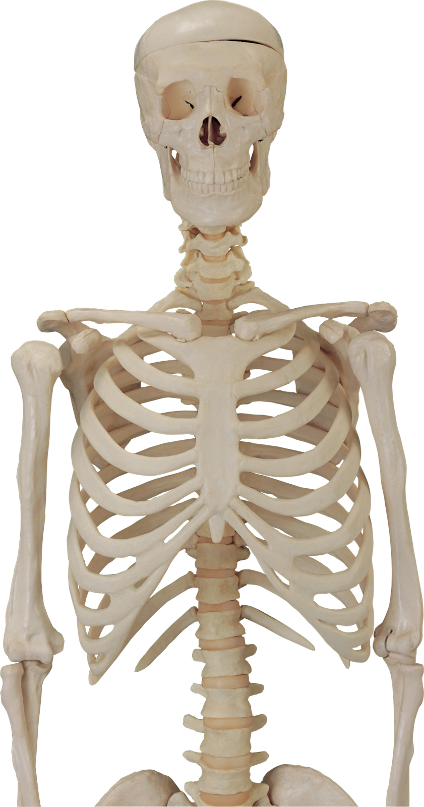 a human skeleton is shown in this image